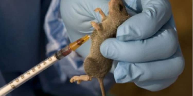 LASSA FEVER DEATHS SOAR: ONDO & BAUCHI AT THE&nbsp;EPICENTRE