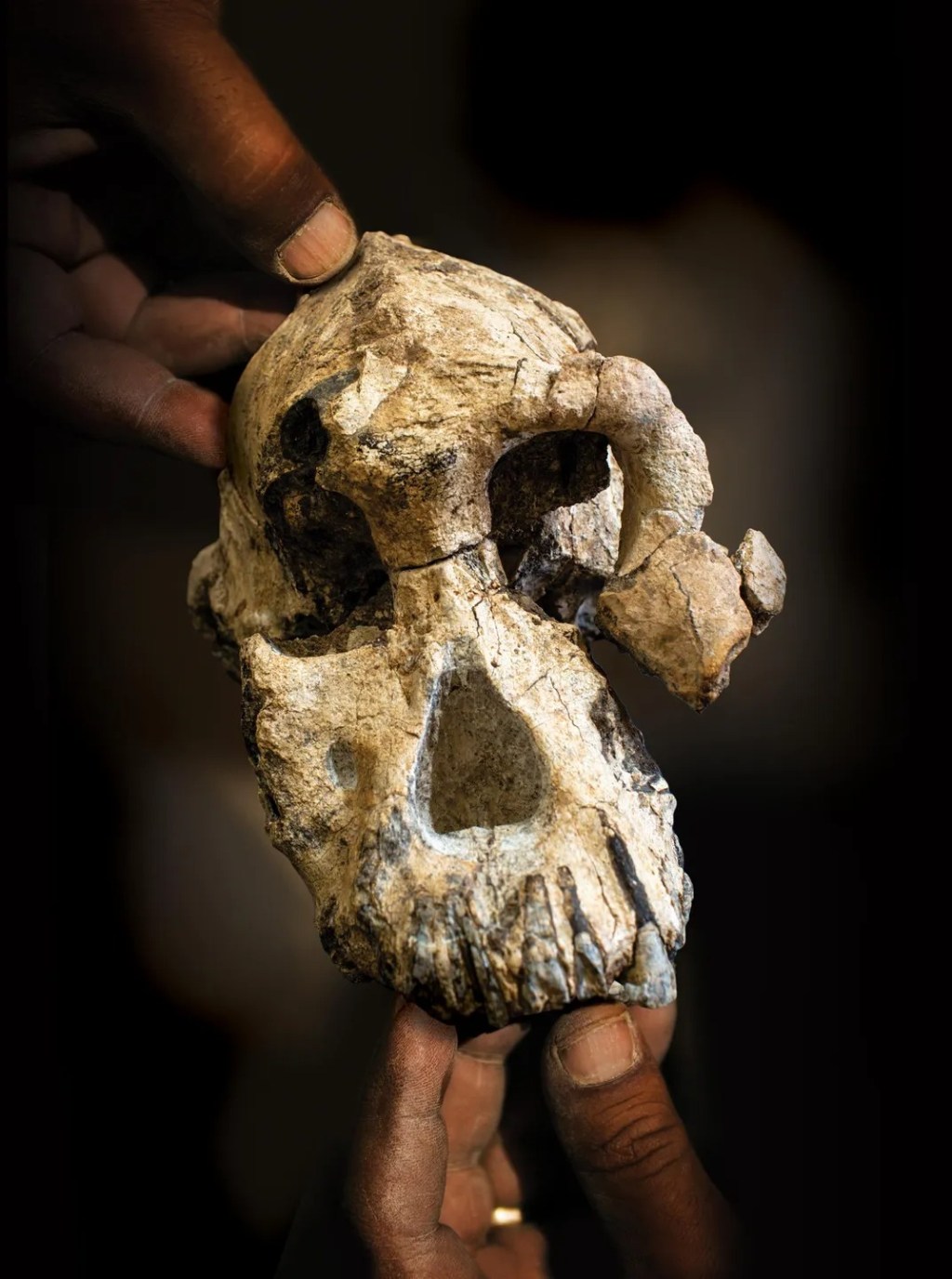 NEW HUMAN-LIKE SPECIES DISCOVERED IN&nbsp;ETHIOPIA