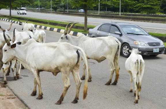 FEDERAL GOVT TO RELOCATE CATTLE FROM ABUJA CITY CENTRE, LAUNCH PEACE&nbsp;CAMPAIGN