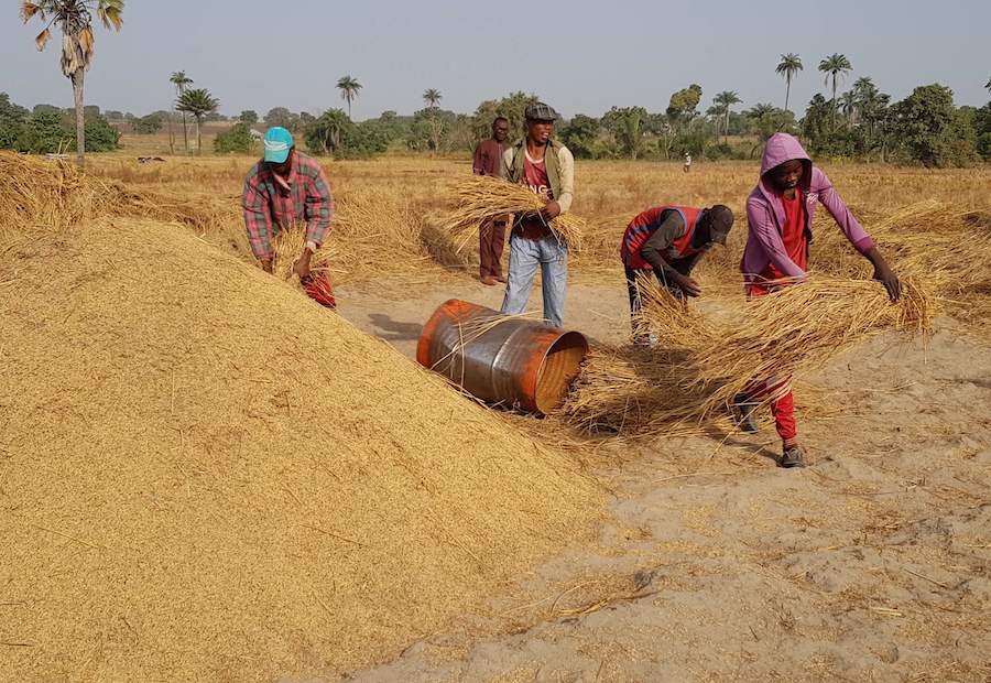 LNRBA TO PRODUCE OVER 10,000 TONNES OF PADDY RICE IN KWARA AND&nbsp;KOGI