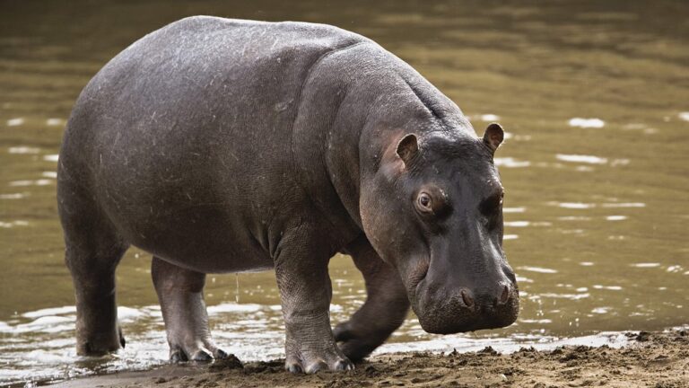 GOMBE GOVT WARNS RIVERINE COMMUNITIES AFTER DEADLY HIPPO&nbsp;ATTACK