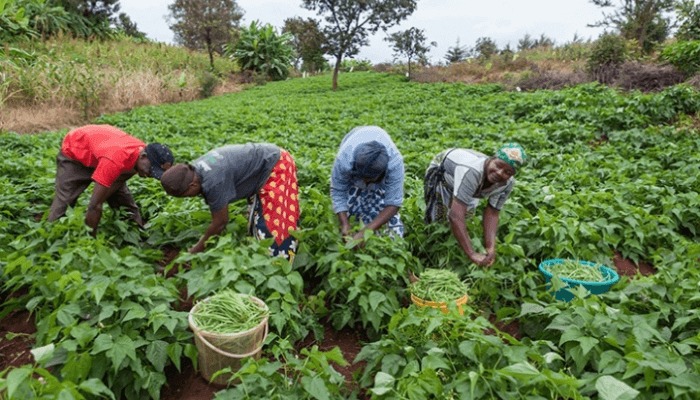 MINISTRY WARNS POST-HARVEST LOSSES THREATEN NIGERIA’S FOOD&nbsp;SECURITY