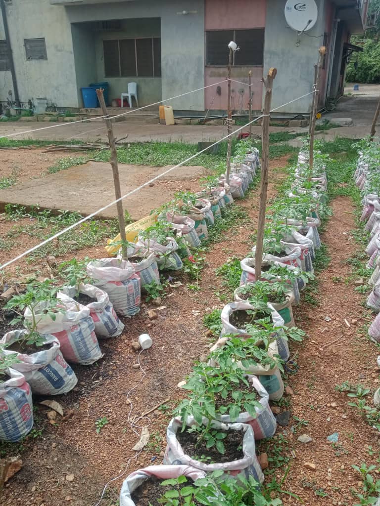 NAWOJ FEMALE FARMERS THRIVE WITH SACK FARMING IN&nbsp;BAUCHI