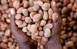 NIGERIA URGED TO BUILD A RESILIENT AND INCLUSIVE SHEA INDUSTRY TO BOOST&nbsp;ECONOMY
