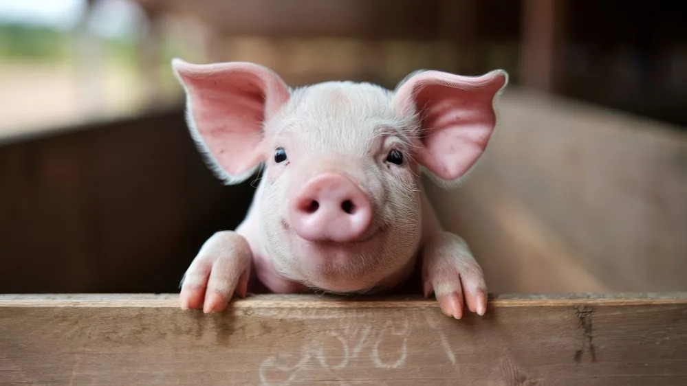 WORLD FIRST: PIG LIVER TRANSPLANTED INTO HUMAN, LIVED SIX&nbsp;MONTHS