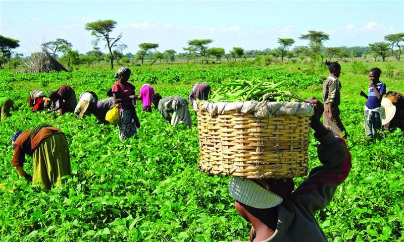 BAUCHI STATE AGRICULTURAL DEVELOPMENT PROGRAMME (BSADP) RAISES ALARM OVER POST-HARVEST&nbsp;LOSSES