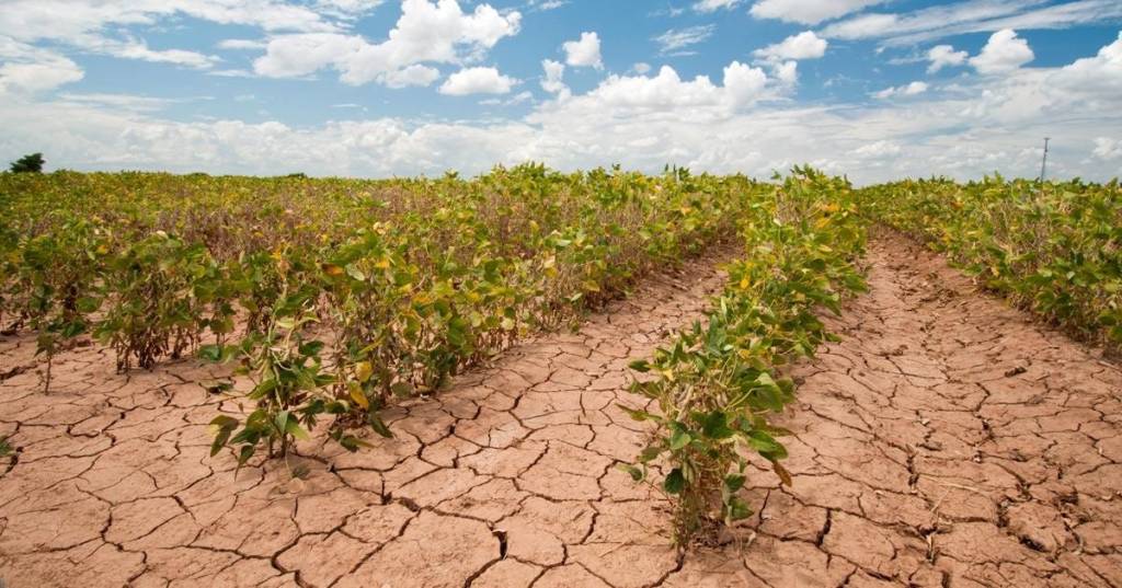 FG TARGETS CLIMATE-RESILIENT CROPS TO BOOST FOOD&nbsp;SECURITY