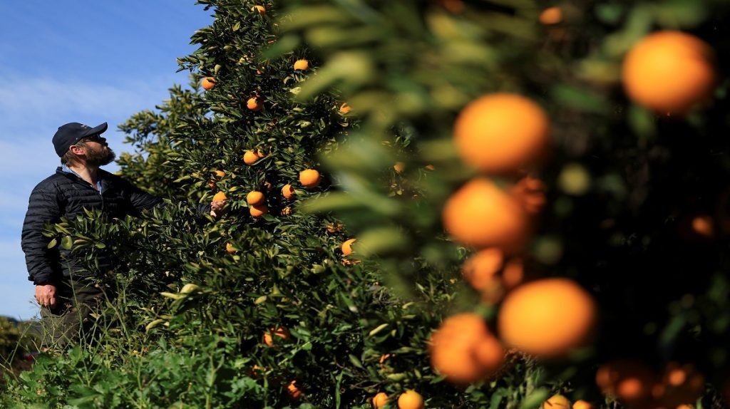 SOUTH AFRICA’S CITRUS EXPORTS SOAR TO RECORD 203.4 MILLION CARTONS IN&nbsp;2025