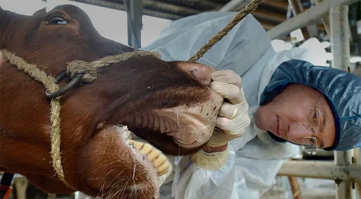 TURKEY IMPOSES QUARANTINE TO FIGHT FOOT AND MOUTH DISEASE&nbsp;OUTBREAK