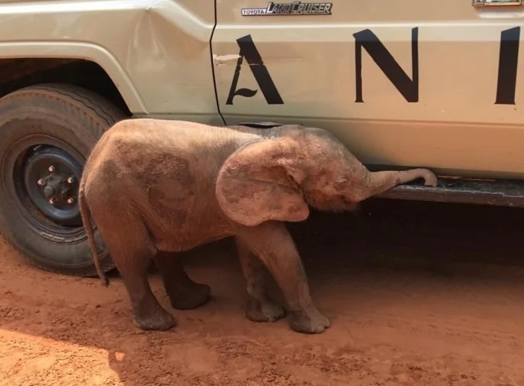 NIGERIA’S FIRST-EVER ELEPHANT CALF RESCUE: FROM NEAR DEATH TO&nbsp;HOPE