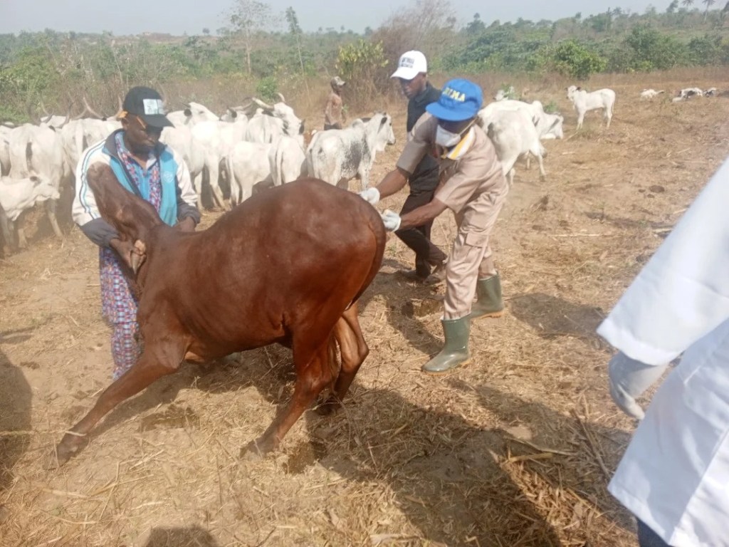 FG DELIVERS 80,500 LIVESTOCK VACCINES TO&nbsp;EKITI