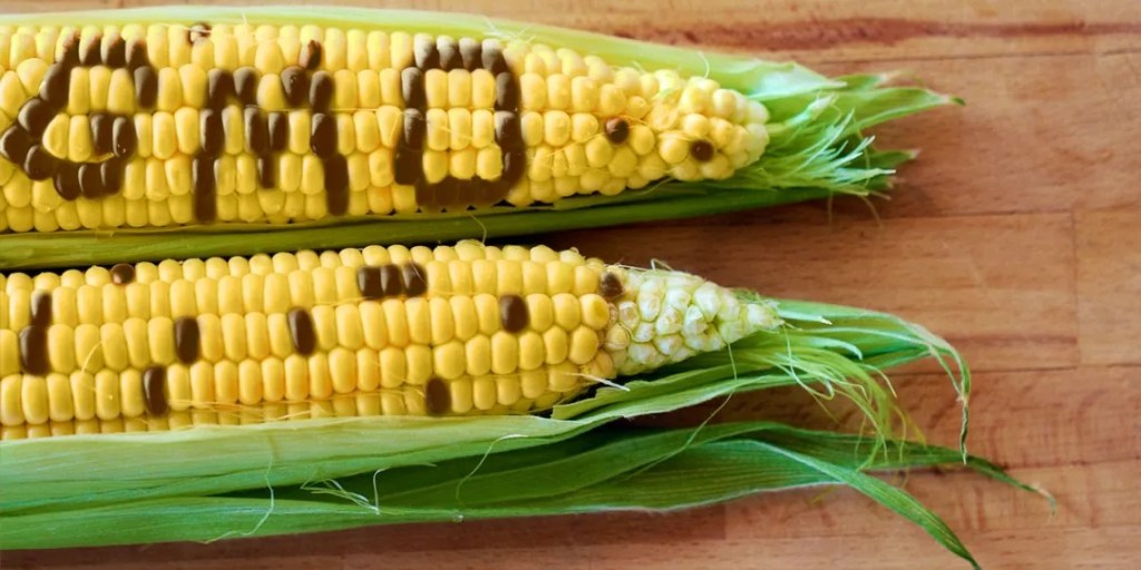 NIGERIA MOVES TO MANDATE GMO LABELLING AMID FOOD TRANSPARENCY&nbsp;DEBATE