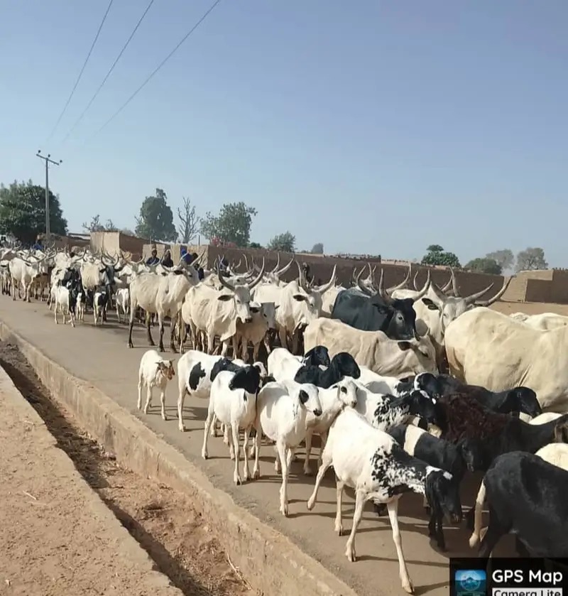 TROOPS FOIL CATTLE RUSTLING IN KANO, RECOVER 257 STOLEN ANIMALS