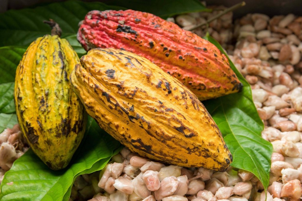 COCOA BOOM: OSUN PLANTS 400,000 SEEDLINGS IN 3&nbsp;YEARS