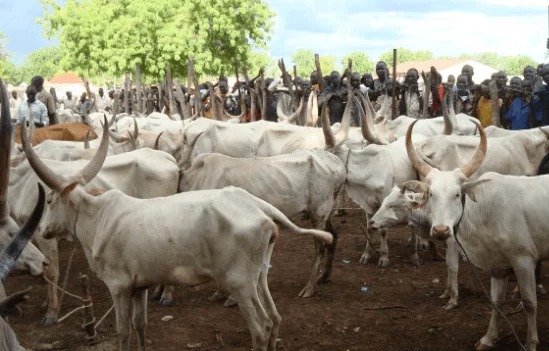COW PRICES RISE TO N2.5M IN LAGOS, BUTCHERS RAISE&nbsp;CONCERN