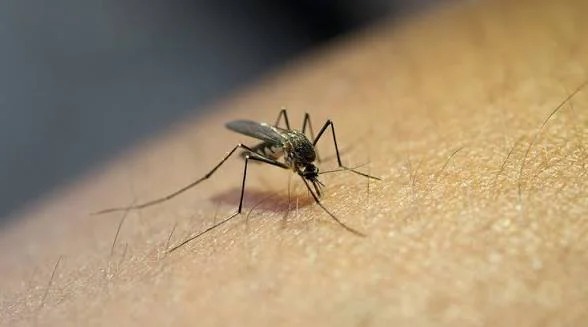 END MALARIA NOW! EXPERT URGES STATES TO SHOW REAL&nbsp;COMMITMENT