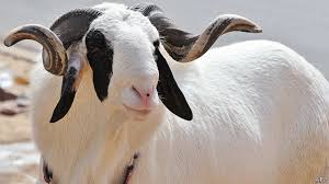 SALLAH: DUTSE RESIDENTS STRUGGLE AS RAM PRICES SURGE AHEAD OF EID-EL-KABIR