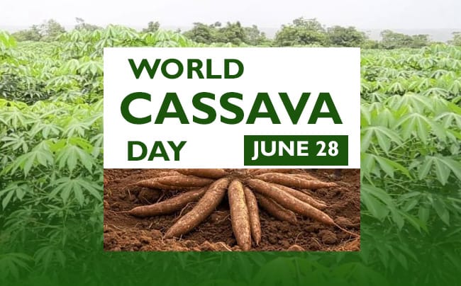 WORLD CASSAVA DAY: EXPERT ADVOCATES VALUE ADDITION