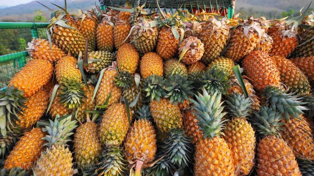 PINEAPPLE FARMERS SEEK PROCESSING, EXPORTS TO REDUCE POST-HARVEST&nbsp;LOSSES