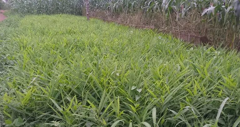 KADUNA GINGER FARMERS SEEK EXPANSION OF CHILD LABOUR&nbsp;PROJECT