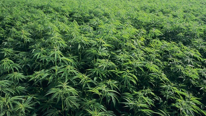LAWYERS CALL FOR REVIEW OF CANNABIS PLANTATION DESTRUCTION&nbsp;POLICY